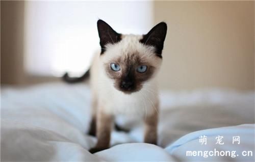 暹罗猫性格怎么样
