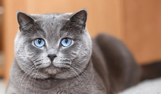 最可爱的猫咪排行榜，最可爱的猫咪品种前十名