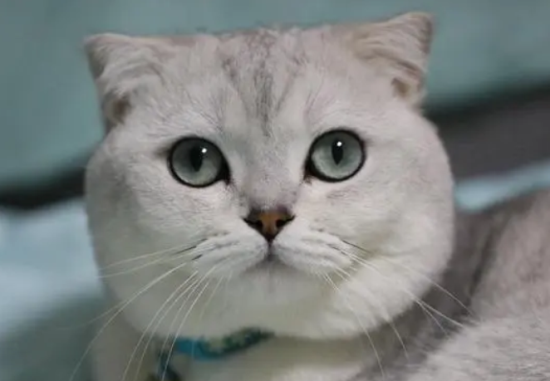 月姬公主猫是什么猫