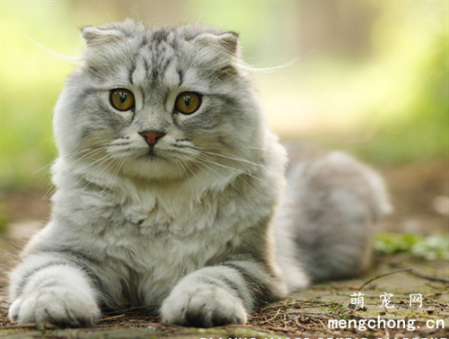 有哪些错误的养猫方式？