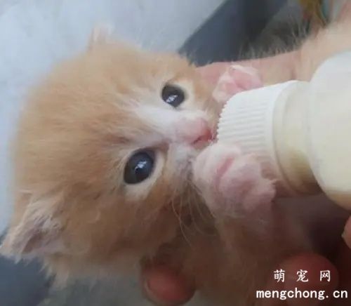 未满月的小猫人工怎么喂养?