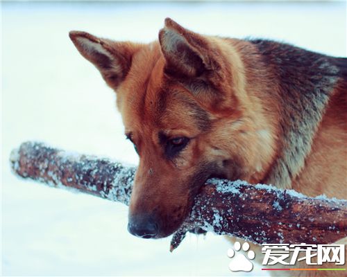 杜宾犬前提练习 杜宾犬的牵引东西要坚韧