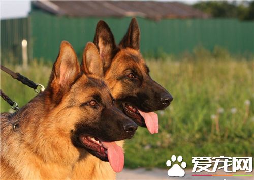 杜宾犬前提练习 杜宾犬的牵引东西要坚韧