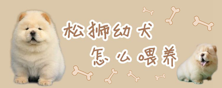 松狮幼犬怎样豢养