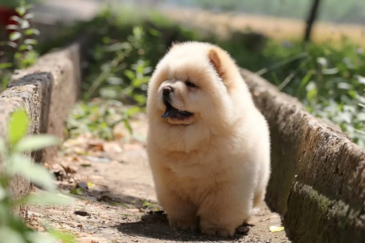 松狮犬多少钱一只