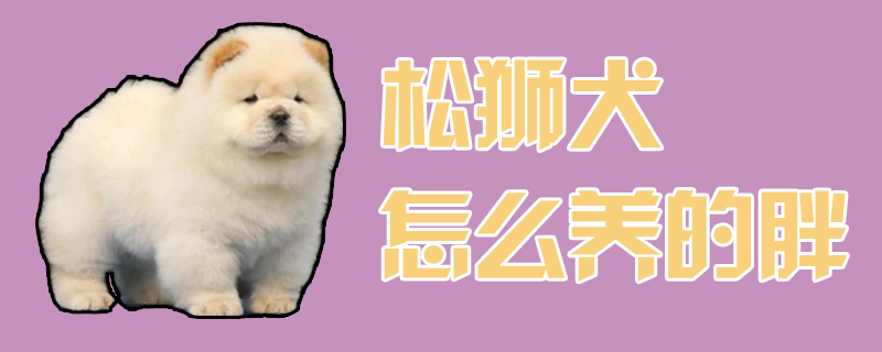 松狮犬怎样养的肥