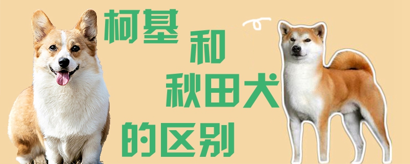 柯基和秋田犬的区别(图1) 柯基和秋田犬的辨别1