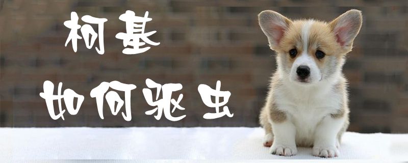 柯基怎么样驱虫1