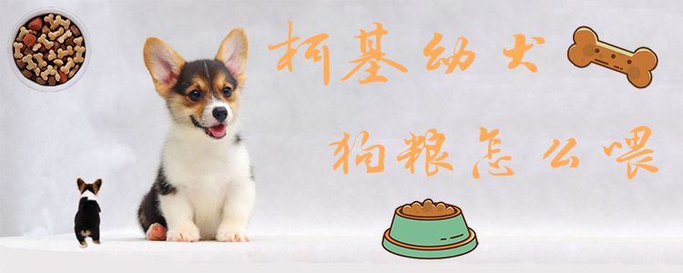 柯基幼犬狗粮怎样喂