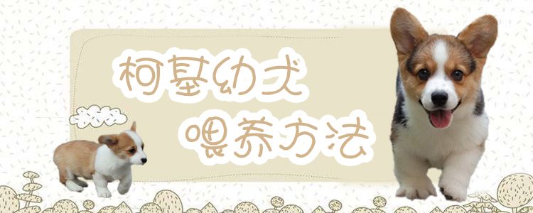 柯基幼犬豢养方式