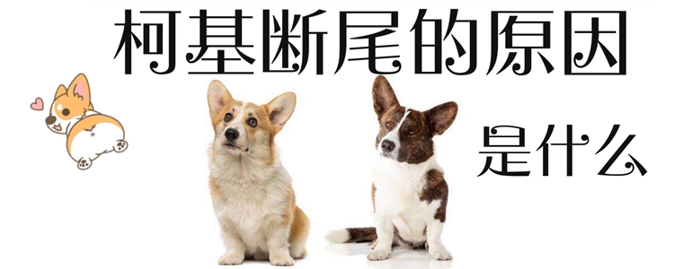 柯基断尾的缘故是什么