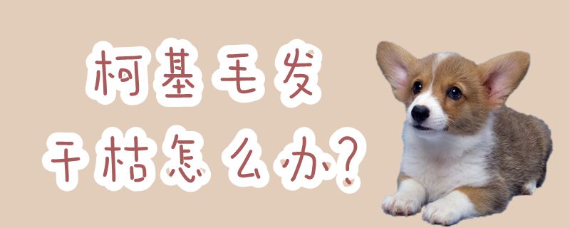 柯基毛发搞枯怎样办