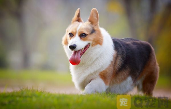 柯基犬为什么要断尾？(图1)