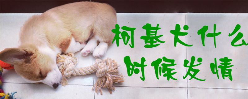 柯基犬什么时间发情1