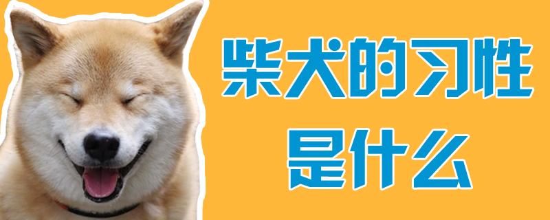 柴犬的风俗是什么
