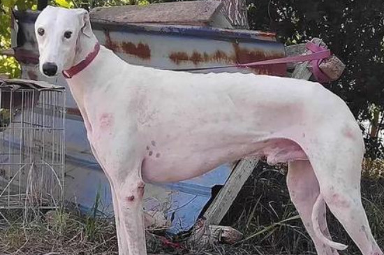格力犬喂什么粗粮