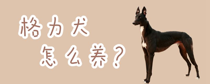 格力犬怎样养
