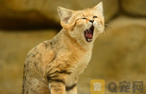 检查猫咪是否口臭的五个方法