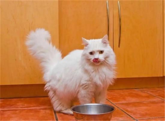 楼上养猫对楼下有影响吗