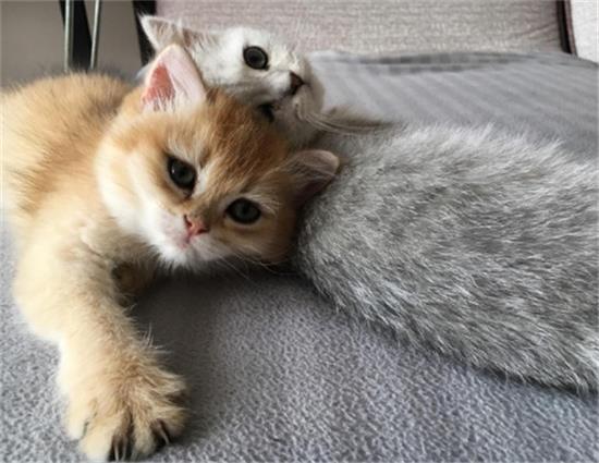 楼房里养猫会不会味道太大