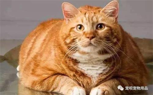 橘猫为什么特别爱掉毛？