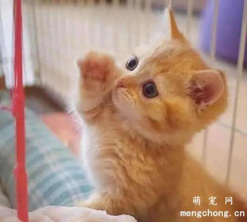橘猫把你当主人的表现