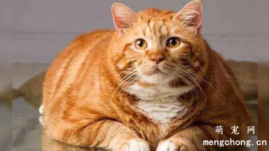 橘猫真的容易胖吗