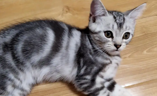 欧洲短毛猫怎么养？