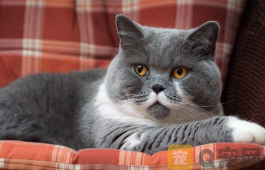 正规实体猫舍纯种英国短毛猫多少钱一只？