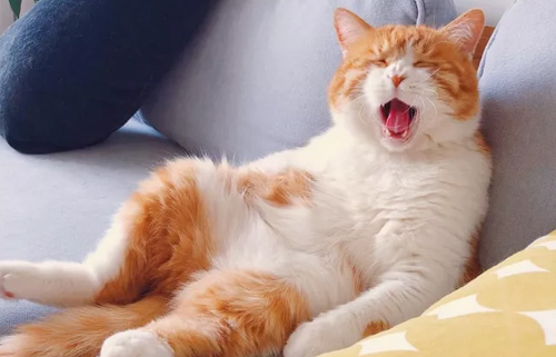 母猫一般做绝育手术多少钱?(图1) 母猫一般做绝育手术多少钱?