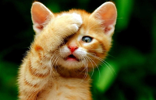 母猫一般做绝育手术多少钱?(图2) 母猫一般做绝育手术多少钱?