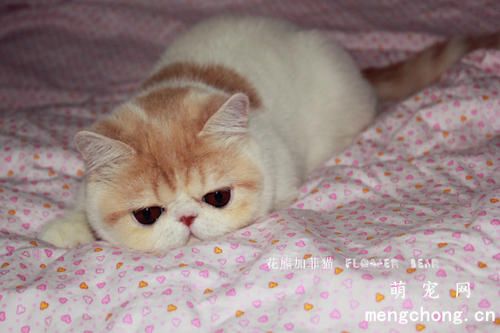 母猫为什么要遗弃小猫？