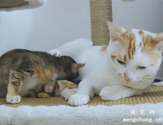 母猫乱尿是为什么？