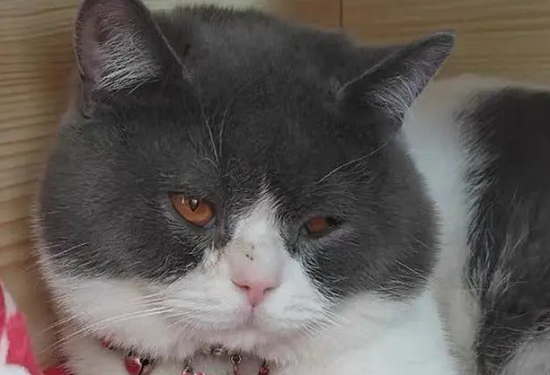 母猫会发腮吗
