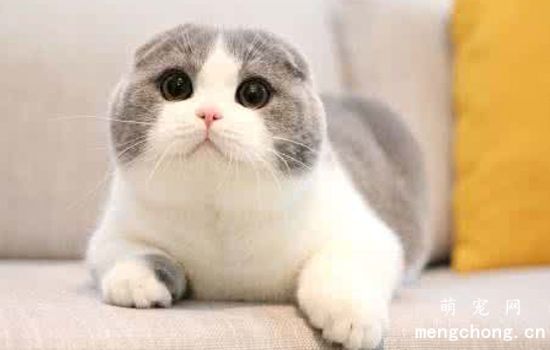 母猫咬小猫是为什么