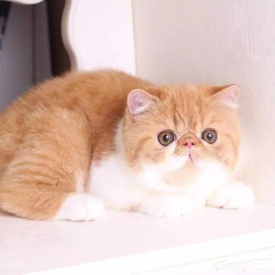 母猫在床上尿怎么回事
