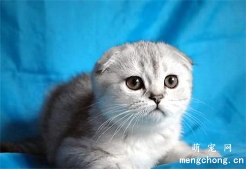 母猫多大可以生小猫？