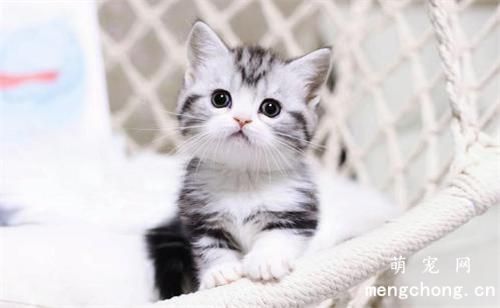 母猫抛弃小猫特征，怎么判断母猫抛弃小猫
