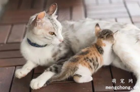 母猫涨奶会自行消退吗