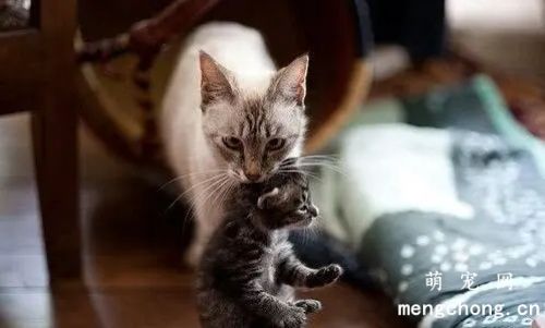母猫生了孩子到处叼怎么办？