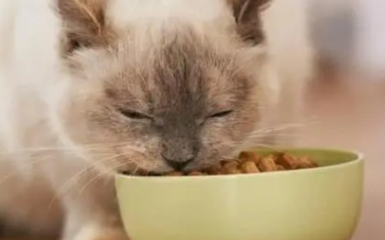 母猫生完小猫怎么补充营养