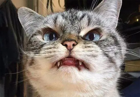 母猫突然性情大变咬人凶