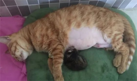 母猫难产的迹象