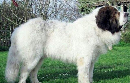比利牛斯獒犬养护训练及价格(图1) 比利牛斯獒犬养护训练及价格(图1)