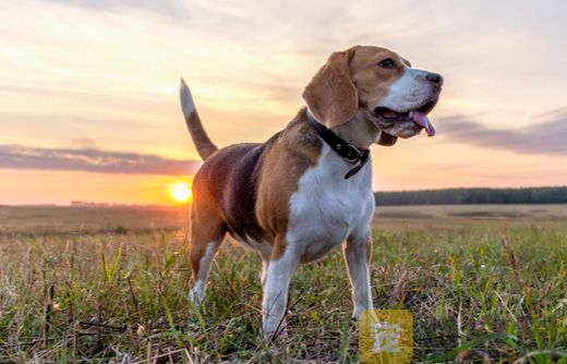 比格犬怎么打疫苗？