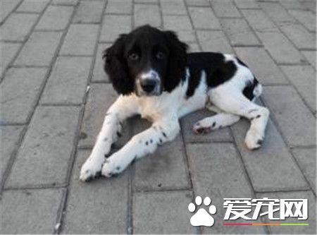 比格犬练习方式 练习该当从最简略的事务启始