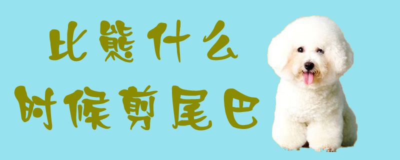 比熊什么时间剪尾巴1