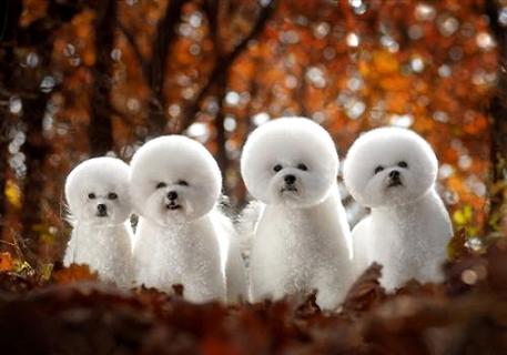 比熊幼犬不服从训练时，如何能让它听话？(图1)