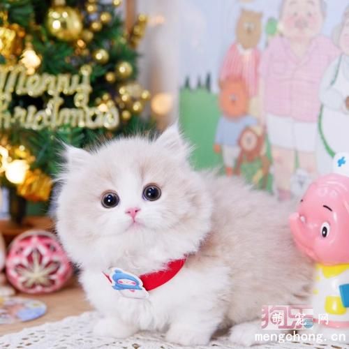 气味对猫咪行为的影响
