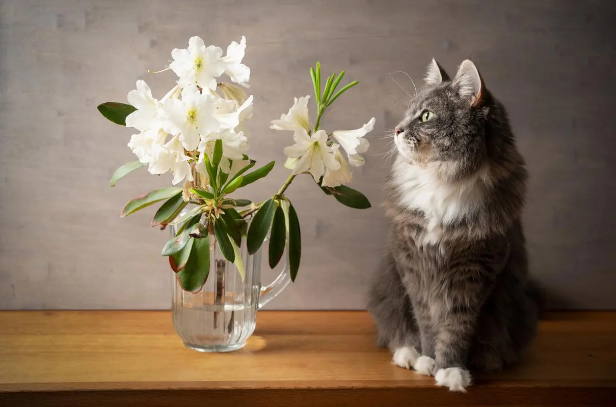 水仙对猫有毒吗